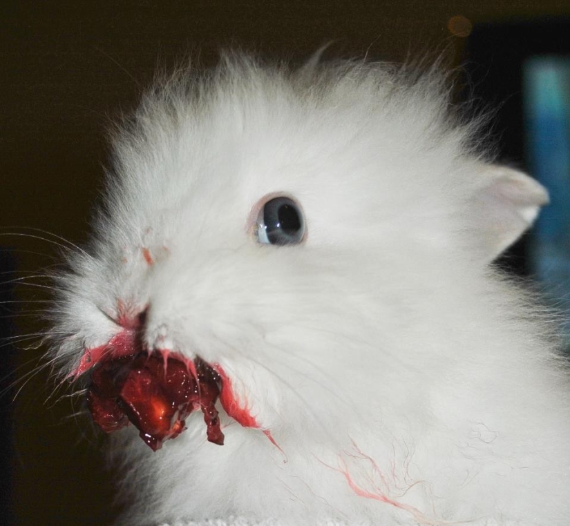 Los conejos son los nuevos gatos. Los conejos son los nuevos gatos.