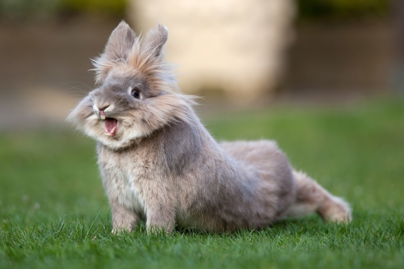 Los conejos son los nuevos gatos. Los conejos son los nuevos gatos.