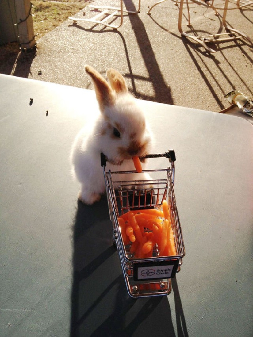 Los conejos son los nuevos gatos. Los conejos son los nuevos gatos.