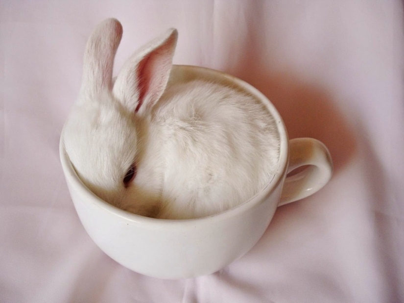 Los conejos son los nuevos gatos. Los conejos son los nuevos gatos.