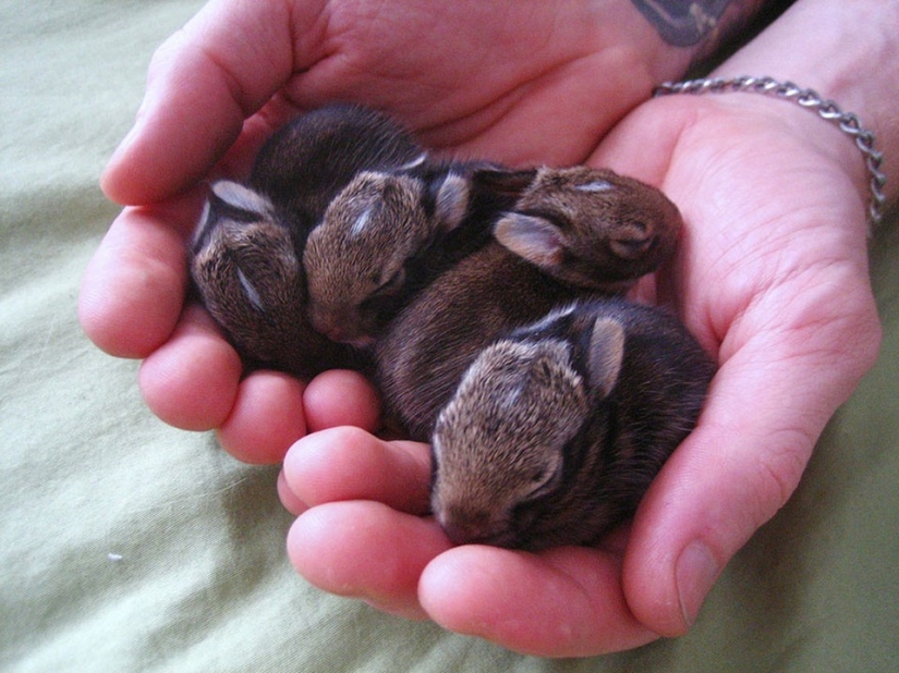 Los conejos son los nuevos gatos. Los conejos son los nuevos gatos.