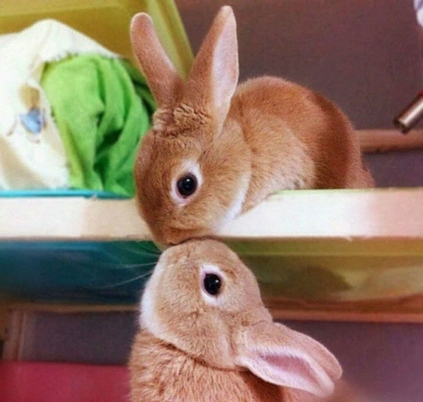 Los conejos son los nuevos gatos. Los conejos son los nuevos gatos.
