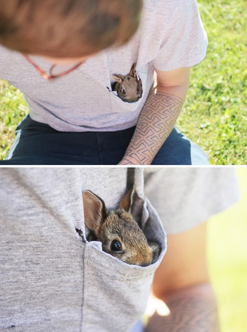 Los conejos son los nuevos gatos. Los conejos son los nuevos gatos.