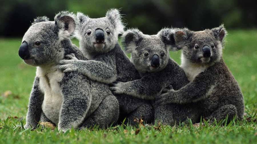 Los datos más sorprendentes sobre los koalas