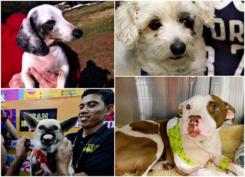 Los ejemplos más fuertes de la devoción heroica del perro