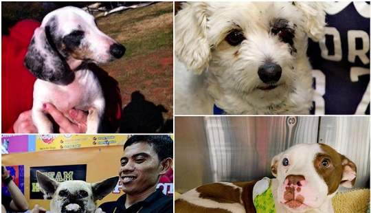 Los ejemplos más fuertes de la devoción heroica del perro