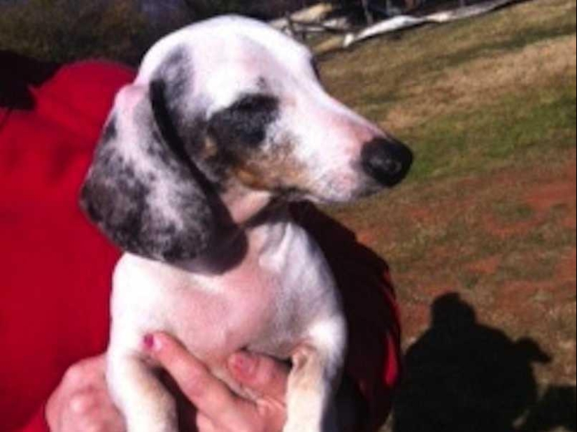 Los ejemplos más fuertes de la devoción heroica del perro