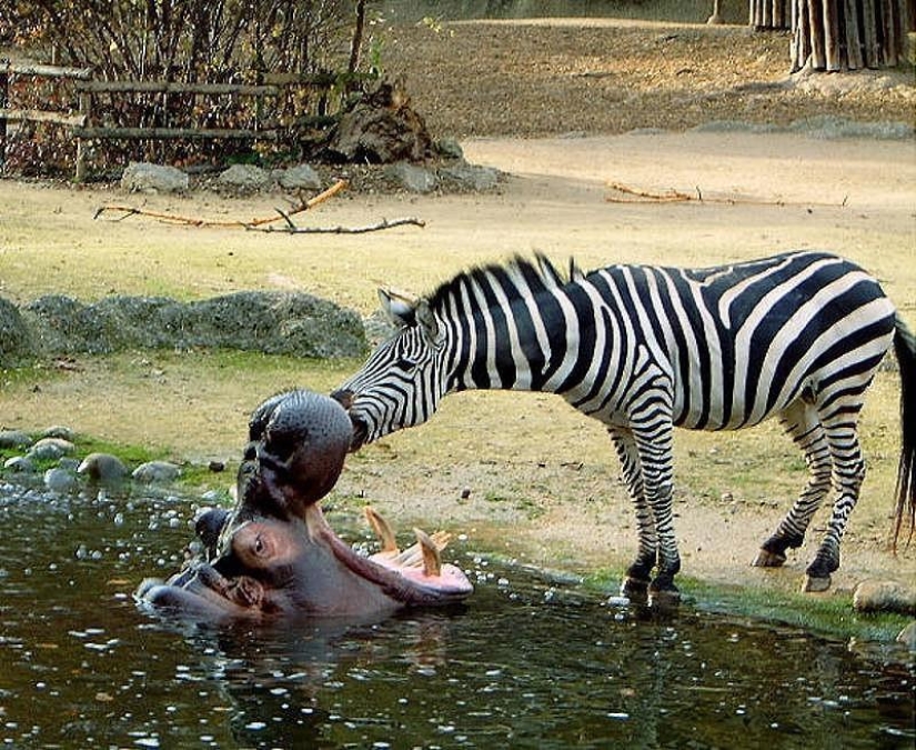 Los ejemplos más conmovedores de amistad entre animales