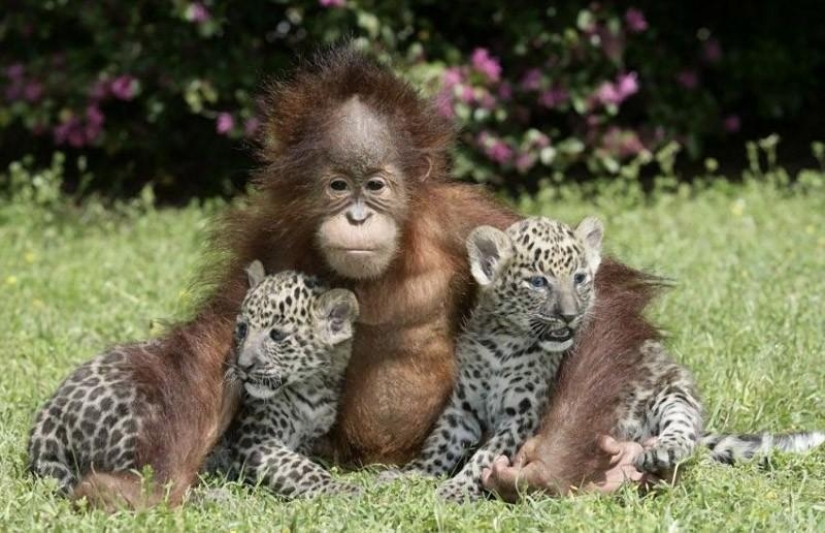 Los ejemplos más conmovedores de amistad entre animales