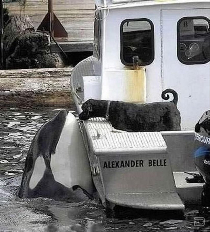 Los ejemplos más conmovedores de amistad entre animales