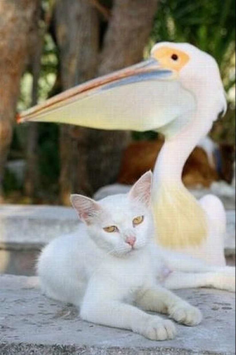 Los ejemplos más conmovedores de amistad entre animales