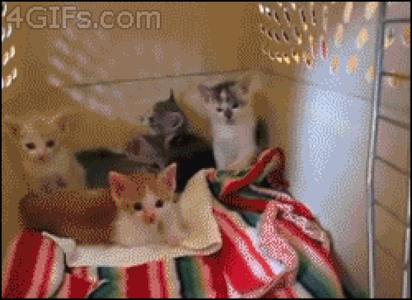 Los ejemplos más conmovedores de amistad entre animales