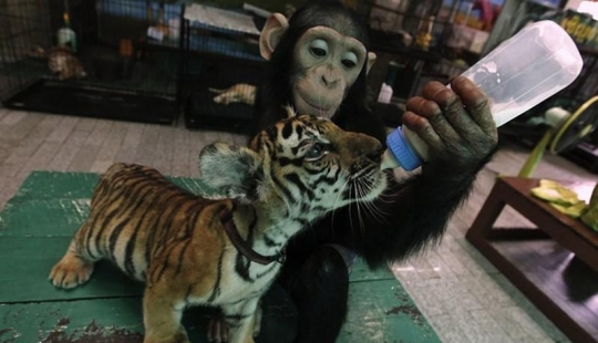 Los ejemplos más conmovedores de amistad entre animales