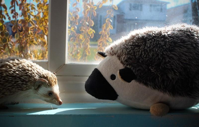 Los erizos son reales y no