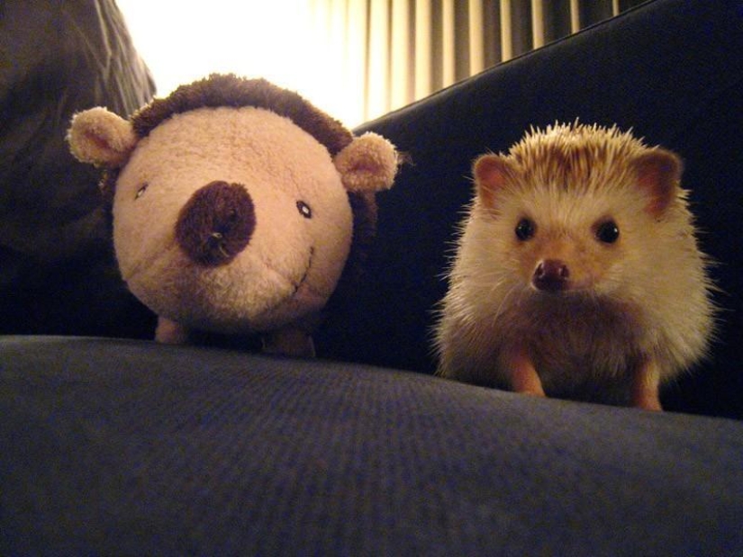 Los erizos son reales y no