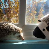 Los erizos son reales y no