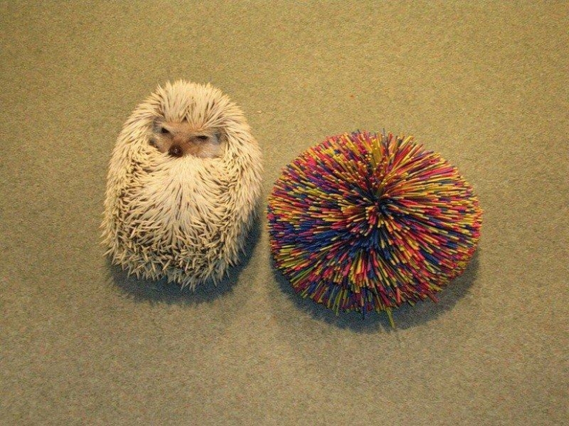 Los erizos son reales y no