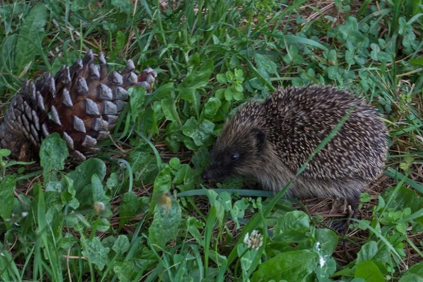 Los erizos son reales y no