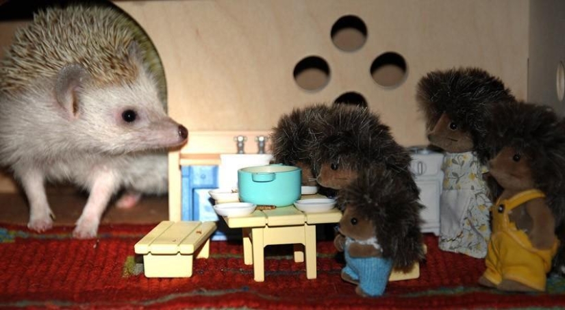 Los erizos son reales y no