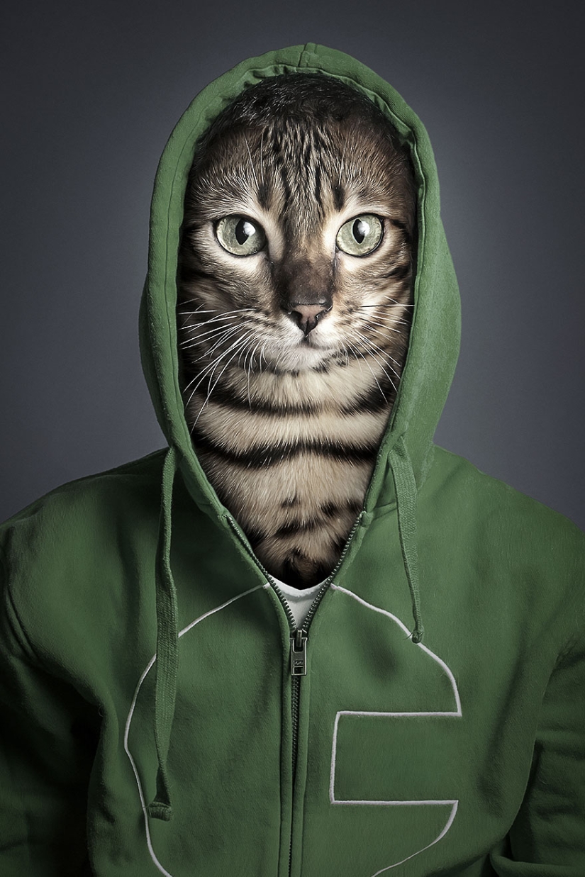 Los gatos y sus dueños: mirada familiar.