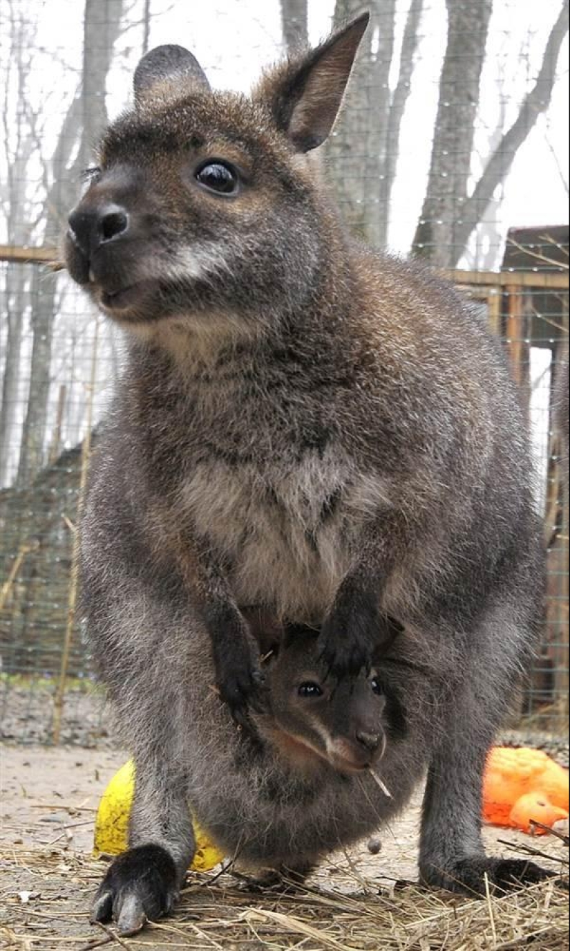 Los habitantes más jóvenes de zoológicos en el mundo Los habitantes más jóvenes de zoológicos en el mundo