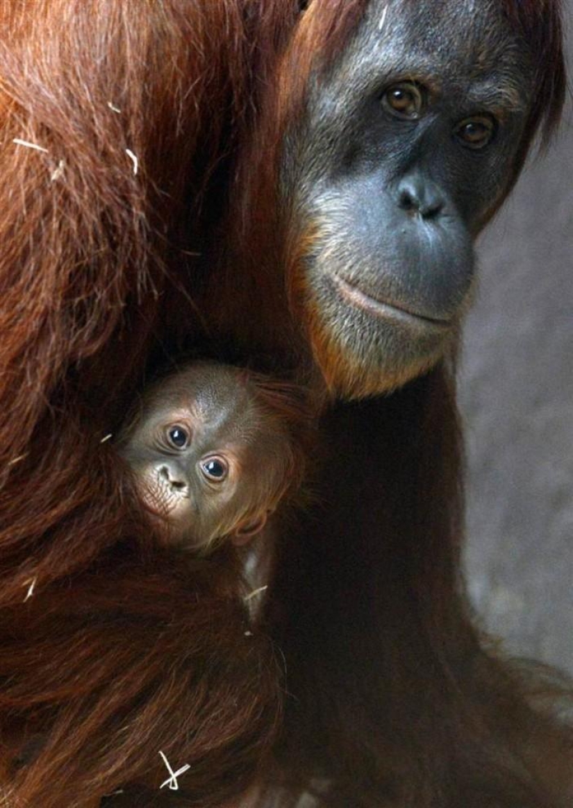 Los habitantes más jóvenes de zoológicos en el mundo Los habitantes más jóvenes de zoológicos en el mundo