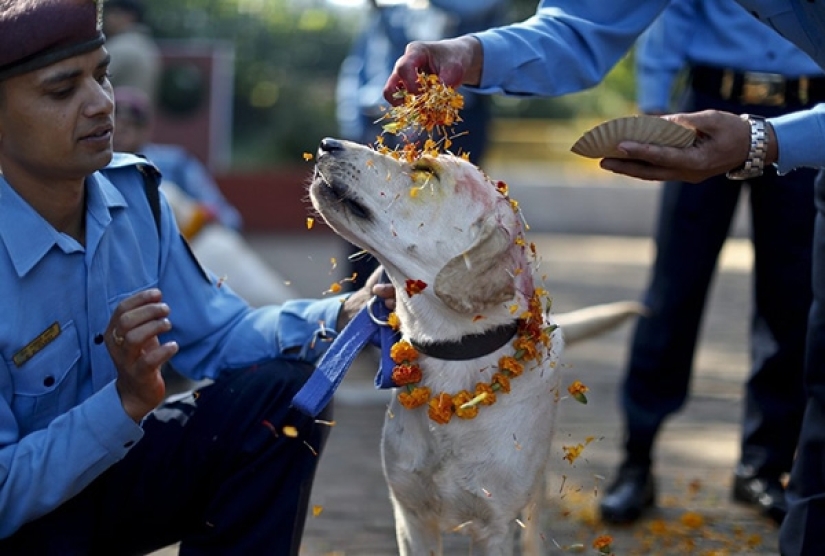 Los hindúes tienen todo un festival para agradecer a los perros por su lealtad y devoción