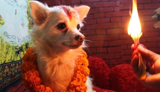 Los hindúes tienen todo un festival para agradecer a los perros por su lealtad y devoción