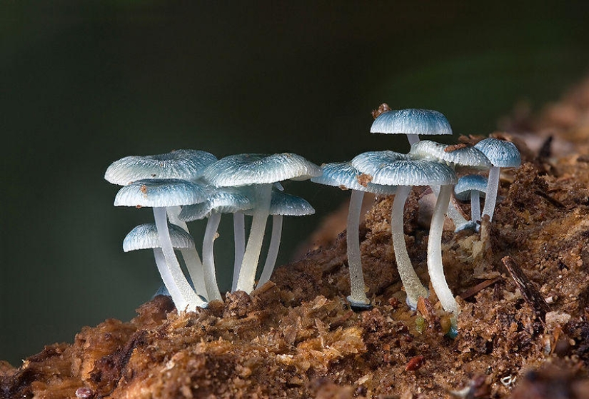 Los hongos más bellos del mundo.
