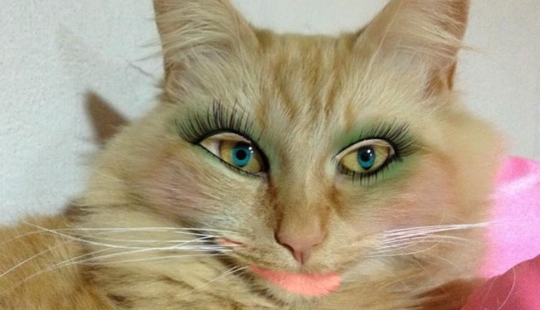 Los japoneses hacen coños glamorosos con sus mascotas