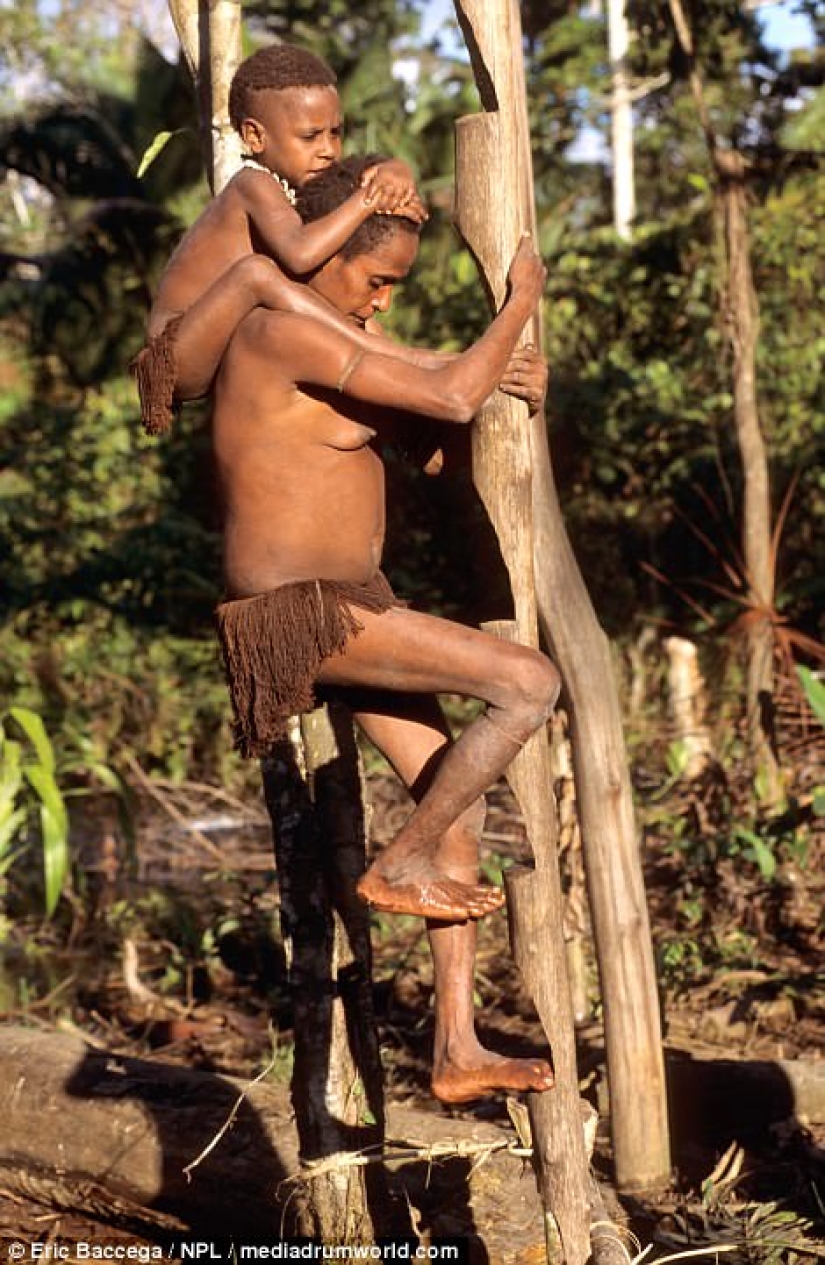 Los Korowai son una misteriosa tribu de caníbales que recientemente han aprendido sobre la civilización Los Korowai son una misteriosa tribu de caníbales que recientemente han aprendido sobre la civilización