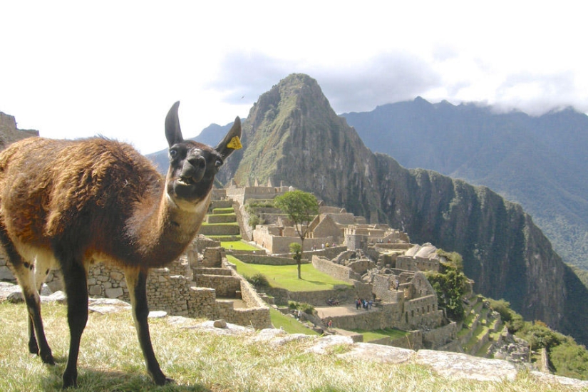 Los mejores photobombs de 2013