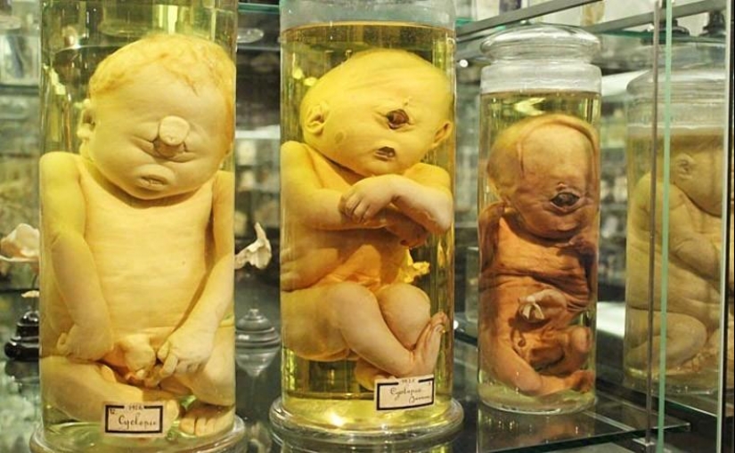 Los museos más insólitos de Ámsterdam