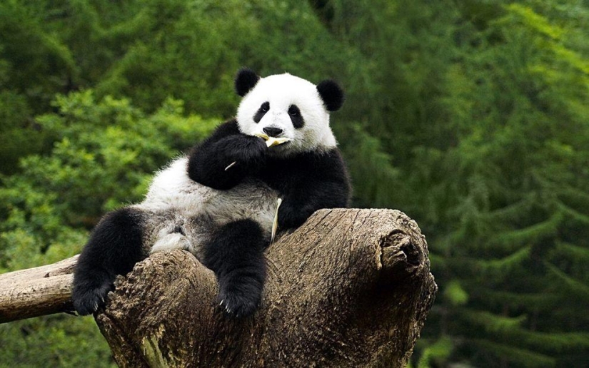 Los pandas más tiernos y divertidos Los pandas más tiernos y divertidos
