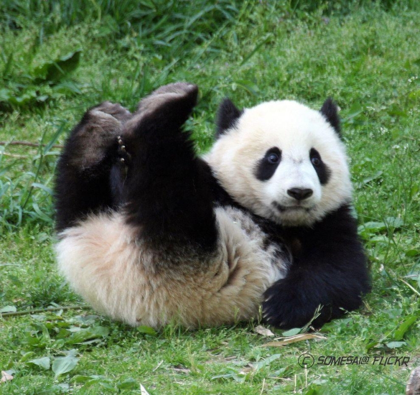 Los pandas más tiernos y divertidos Los pandas más tiernos y divertidos