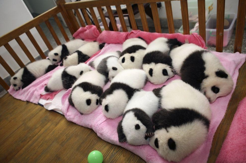 Los pandas más tiernos y divertidos Los pandas más tiernos y divertidos