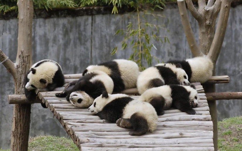 Los pandas más tiernos y divertidos Los pandas más tiernos y divertidos