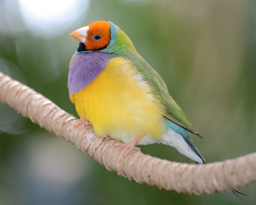 Los pinzones de Gould son una de las aves más brillantes y hermosas.