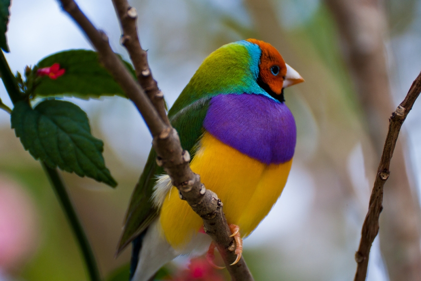 Los pinzones de Gould son una de las aves más brillantes y hermosas.