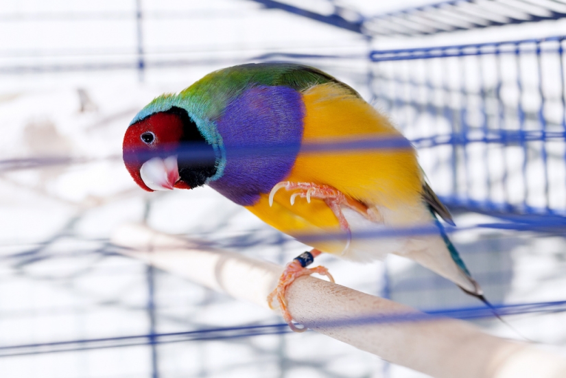 Los pinzones de Gould son una de las aves más brillantes y hermosas.