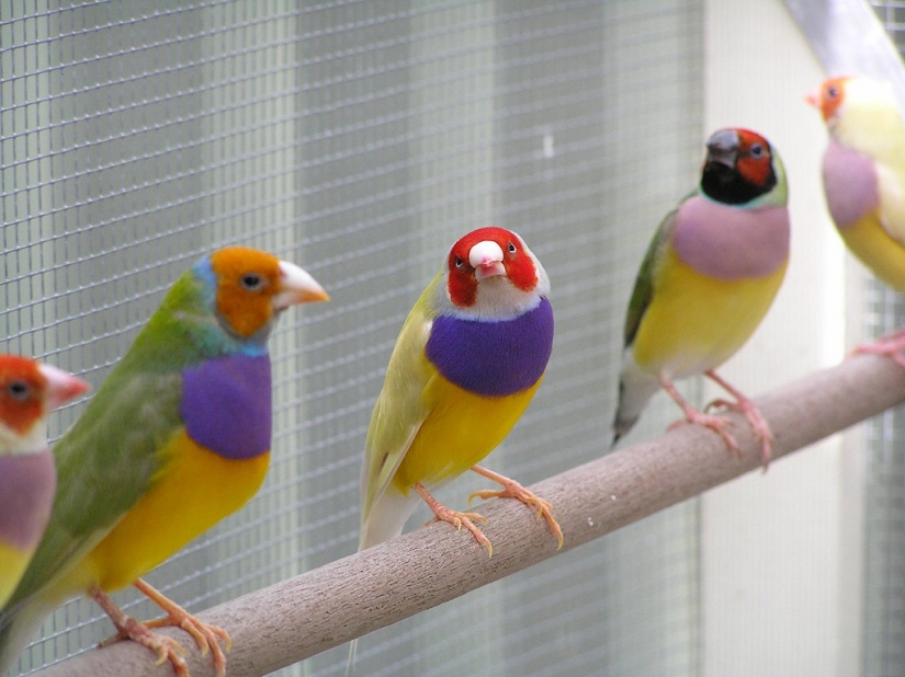 Los pinzones de Gould son una de las aves más brillantes y hermosas.