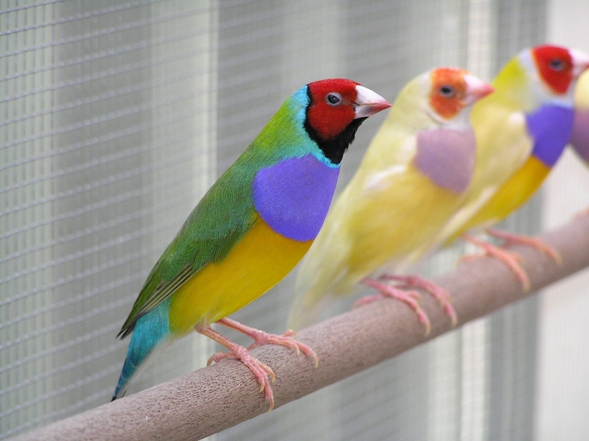Los pinzones de Gould son una de las aves más brillantes y hermosas.