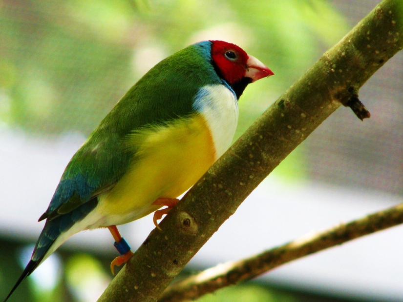 Los pinzones de Gould son una de las aves más brillantes y hermosas.