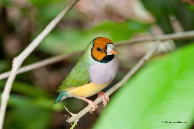Los pinzones de Gould son una de las aves más brillantes y hermosas.