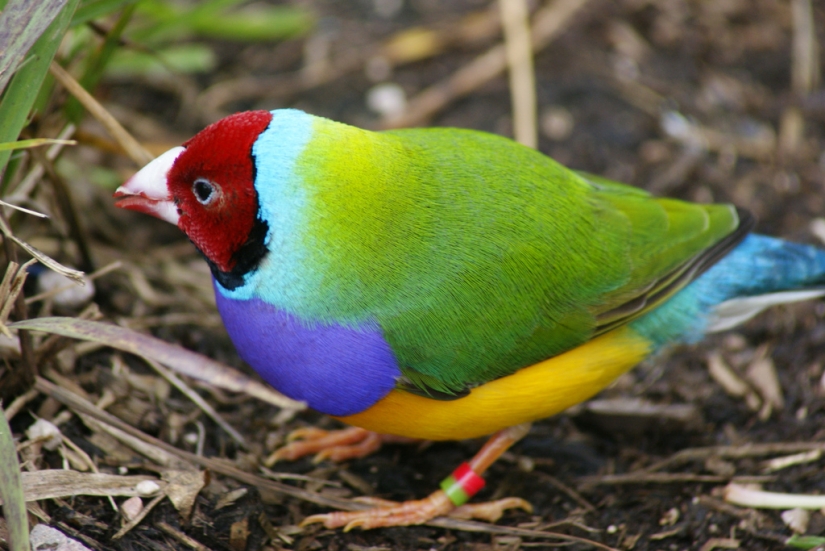 Los pinzones de Gould son una de las aves más brillantes y hermosas.
