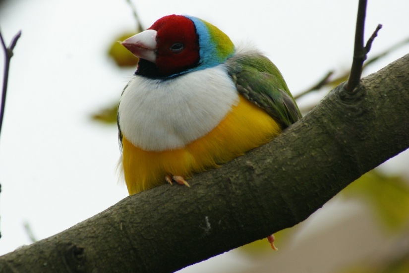 Los pinzones de Gould son una de las aves más brillantes y hermosas.