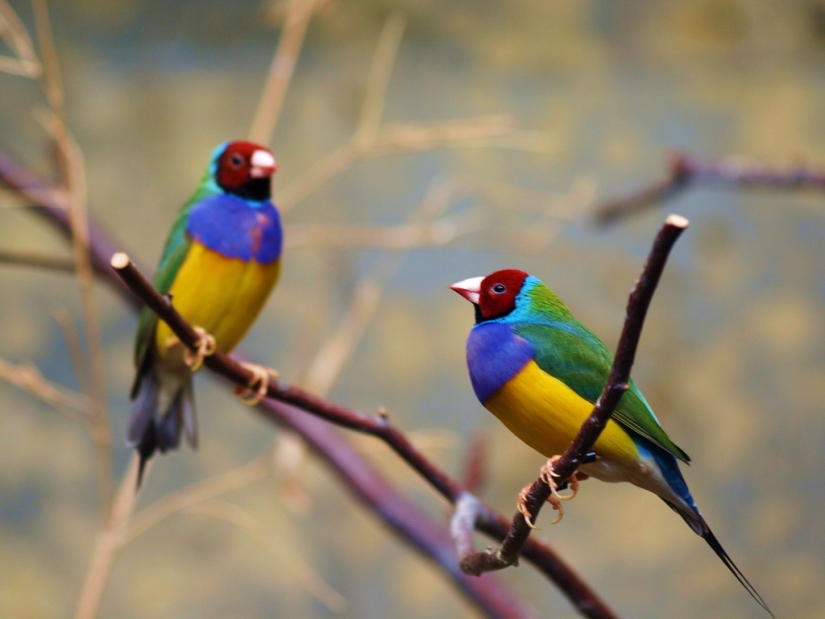 Los pinzones de Gould son una de las aves más brillantes y hermosas.