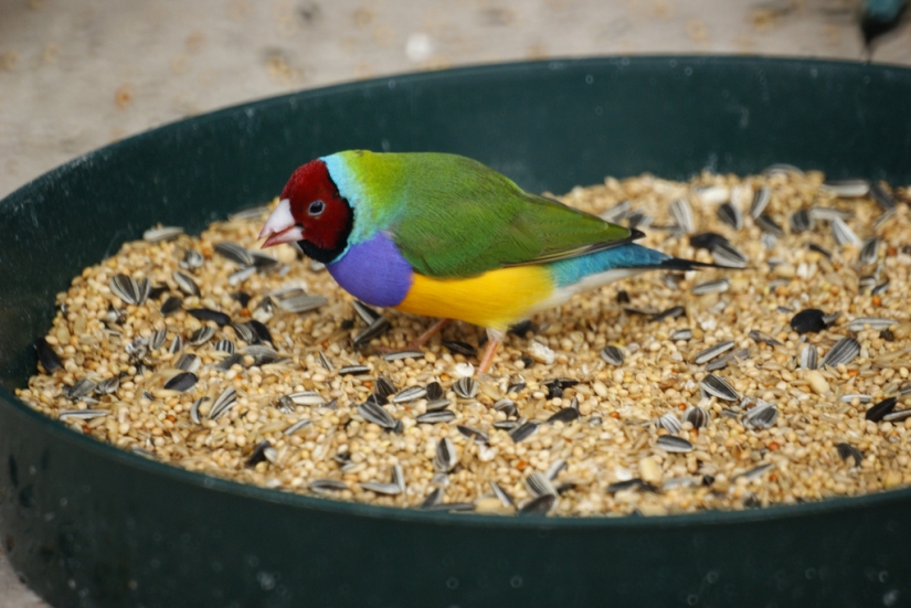 Los pinzones de Gould son una de las aves más brillantes y hermosas.