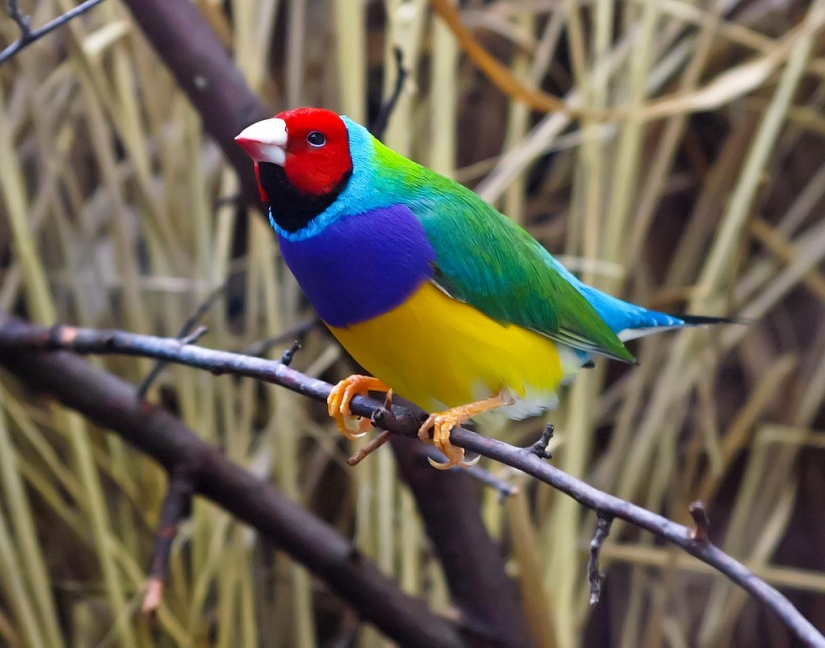 Los pinzones de Gould son una de las aves más brillantes y hermosas.
