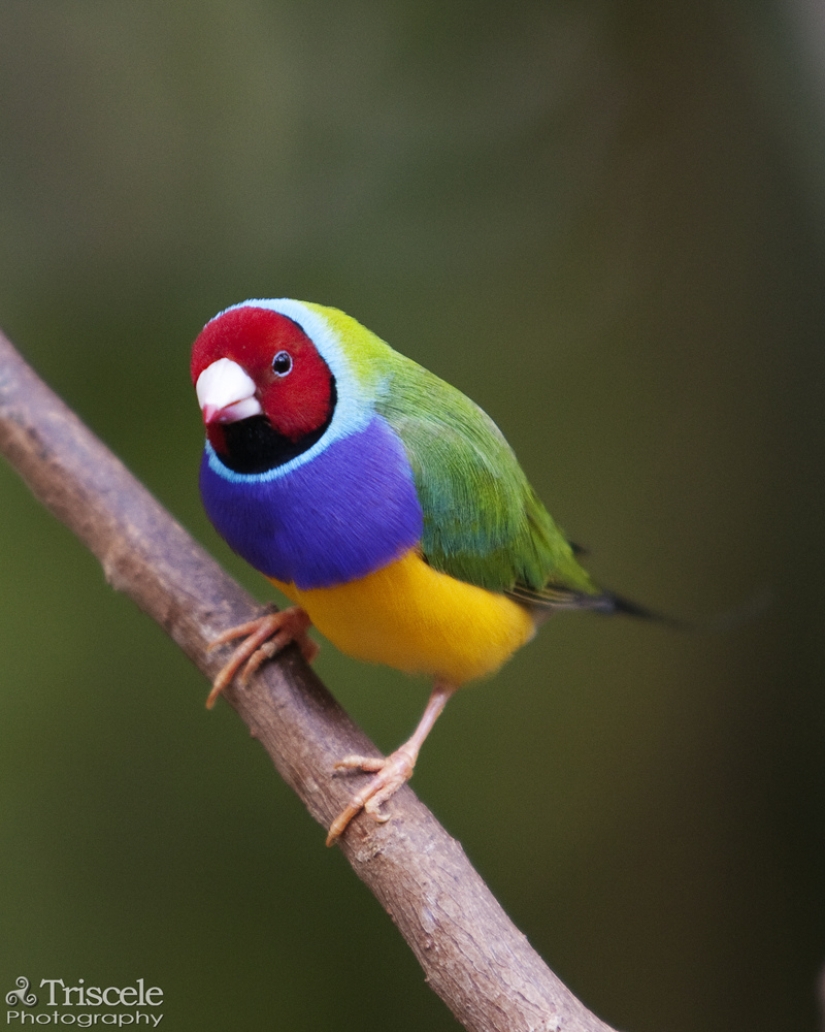 Los pinzones de Gould son una de las aves más brillantes y hermosas.